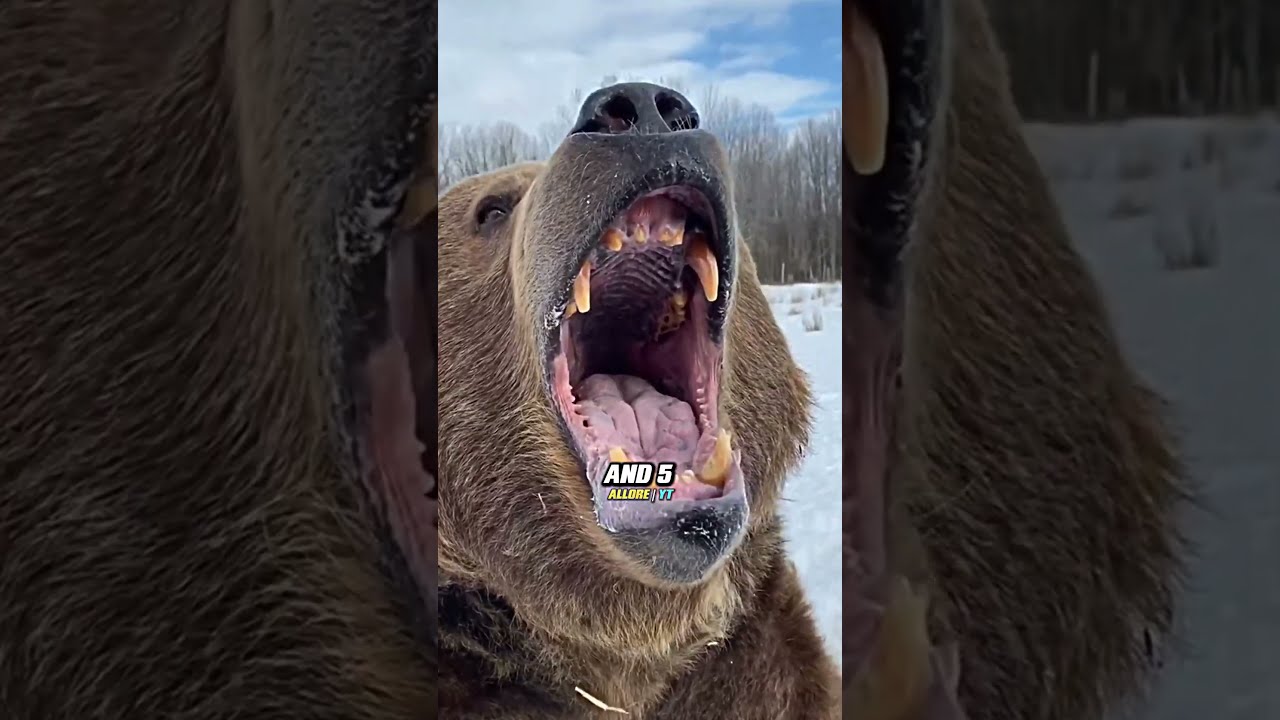  When Bears Start Hunting People