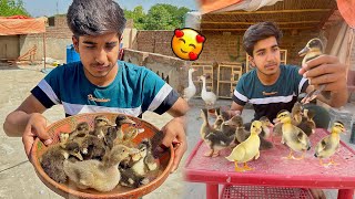 Bhot Sari Mini Ducks La Aya  || Big Ducks Khush Ho Gai ☺
