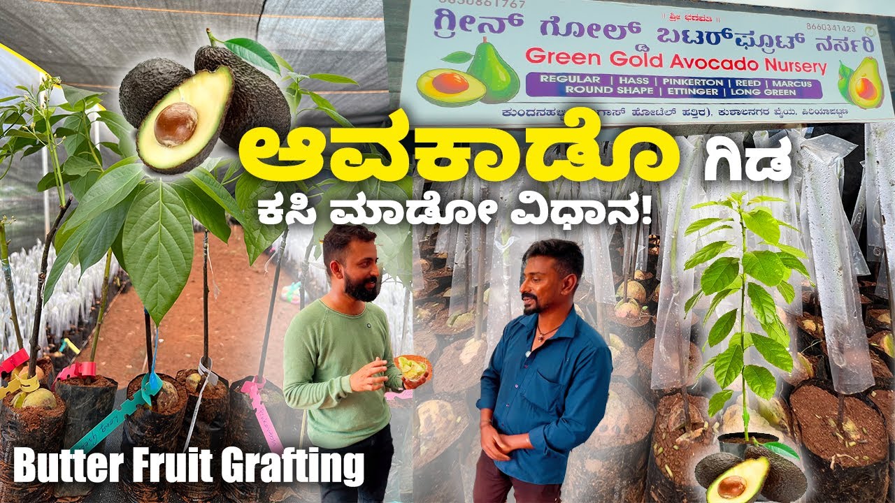 How grafting  of plants is done ? ಆವಕಾಡೊ ಸಸಿಗಳು Avocado Plants Nursery visit| Kannada Vlogs