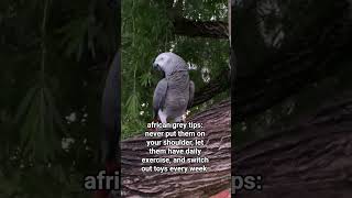 african grey #music #love #viralvideo #birds #animal #parrot #cute #cuteanimals #bird #rarebird