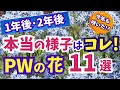 【ガーデニング】PWの花の１年後･２年後はどうなったか！ほったらかしでも咲いた!?本当の今年の様子11選の紹介！ほったらかしの庭・Gardening