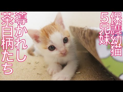 保護幼猫5兄妹、抜群の社会性と導かれし魂　The chosen ginger-white kitties
