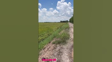 Cần bán nhanh DT 29 công giá 80 triệu 1 công thuộc huyện mộc hóa tỉnh Long an lh 0819259737