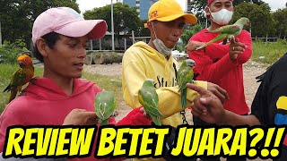 REVIEW BURUNG BETET JUARA KOMUNITAS JAKARTA FREE FLY