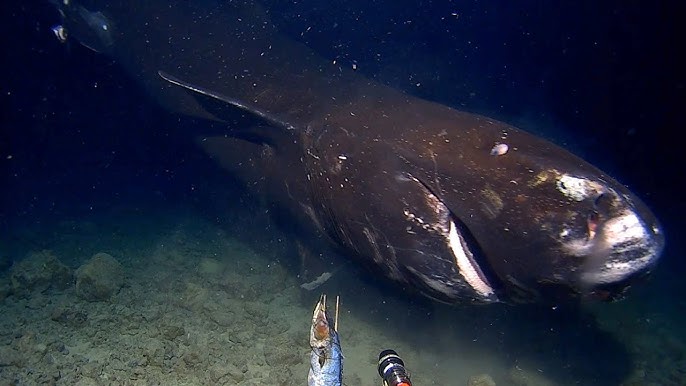 Massive Deep-Sea Shark Checking Out Our Submarine - YouTube