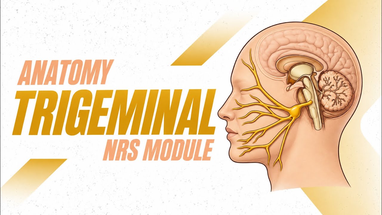 Trigeminal Nerve | Anatomy | NRS
