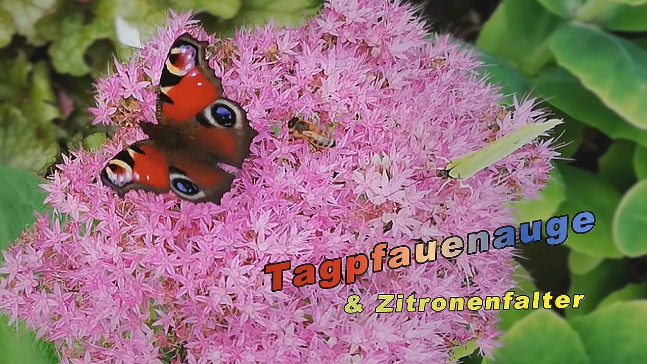 Insekten - Schmetterlinge - Tagpfauenauge (Inachis io) - Peacock Butterfly - Video von KLAUS TAUX