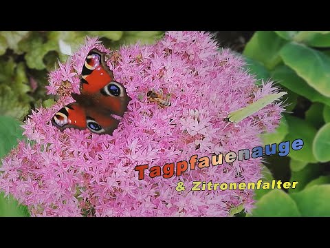 Tagpfauenauge Schmetterling |