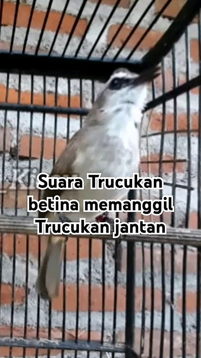 suara trucukan BETINA memanggil trucukan JANTAN #shorts #fyp #trucukan #trucukbetinamemanggiljantan