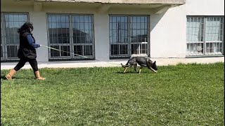 Lisa and 13 mo old GSD female Ammo