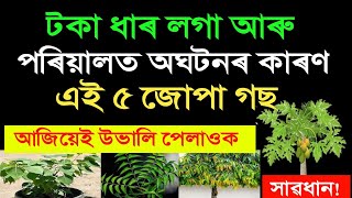 টকা ধাৰ লগা আৰু পৰিয়ালত অঘটনৰ কাৰণ ৫ জোপা গছ | আজিয়েই শিপাৰ সৈতে উভালি পেলাওক | Motivational Video |