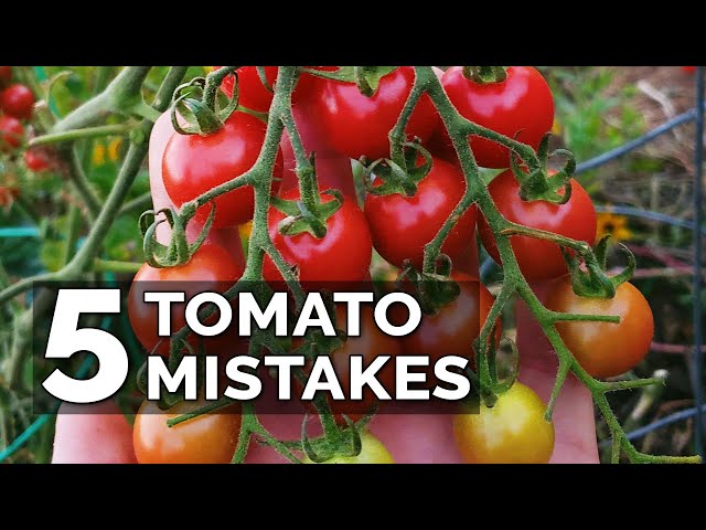 5 Tomato Grow Mistakes To Avoid class=
