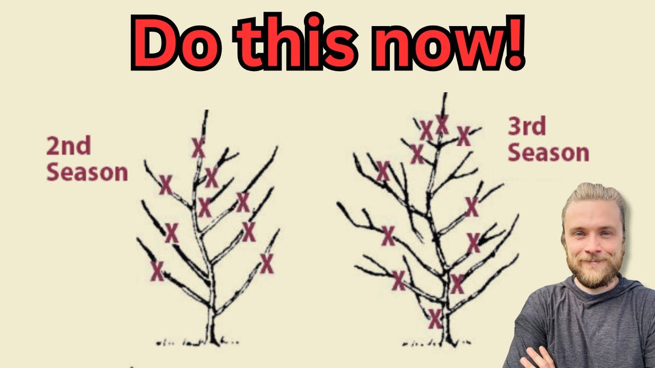 Prune your fruit trees like this for MAX yield! (Spring pruning guide ...