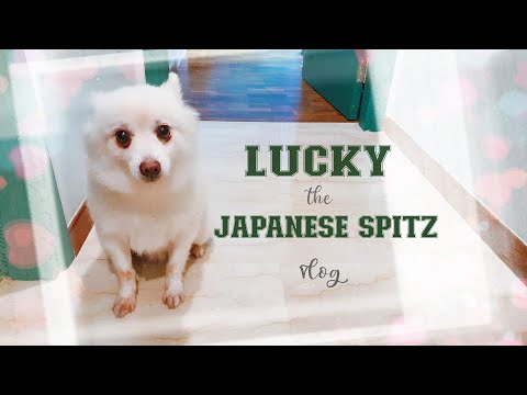 Lucky The Japanese Spitz Dog Vlog Episode 1 Viktoria Jean