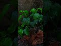deep sleep #australia #weather #ambience #canada #indonesia #rain #sunset