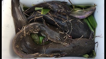 CHIỀU MÙNG 5 TẾT - ĐI CÂU CÁ TRÚNG NGAY Ổ CÁ NGÁT