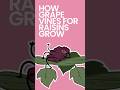 How Grape Vines for Raisins Grow #shorts