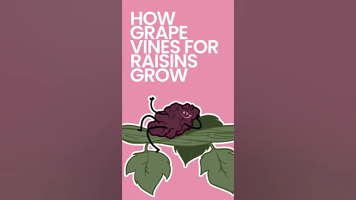 How Grape Vines for Raisins Grow #shorts