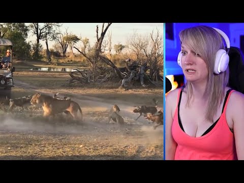15 Angry Animal Mothers Fighting To Save Their Babies Part 2 | Pets House