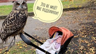 картинка: Сова филин Ёль блюдёт традиции, работает второй день на Рептилиуме и едет домой. Общая соватмосфера 