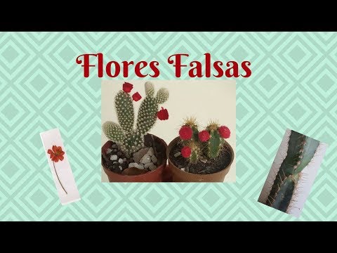 Vídeo: Flores Secas De Cacto - O Que São?