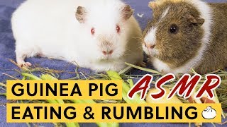 Guinea Pigs Eating Show Extremely Crunchy Bao After Work
