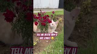 Bestie why you are lonely 😢 #cat #catshorts #cutecat #catvideos #catlog67 #cuteanimals #pets