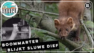 Boommarter steelt vogelvoer | Zelf Geschoten | Vroege Vogels