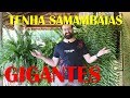 COMO CULTIVAR SAMAMBAIAS com SUCESSO