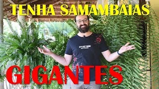 COMO CULTIVAR SAMAMBAIAS com SUCESSO