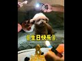 我的多多,生日快乐! #萌宠出道计划 #抖in萌宠计划 #王多多
