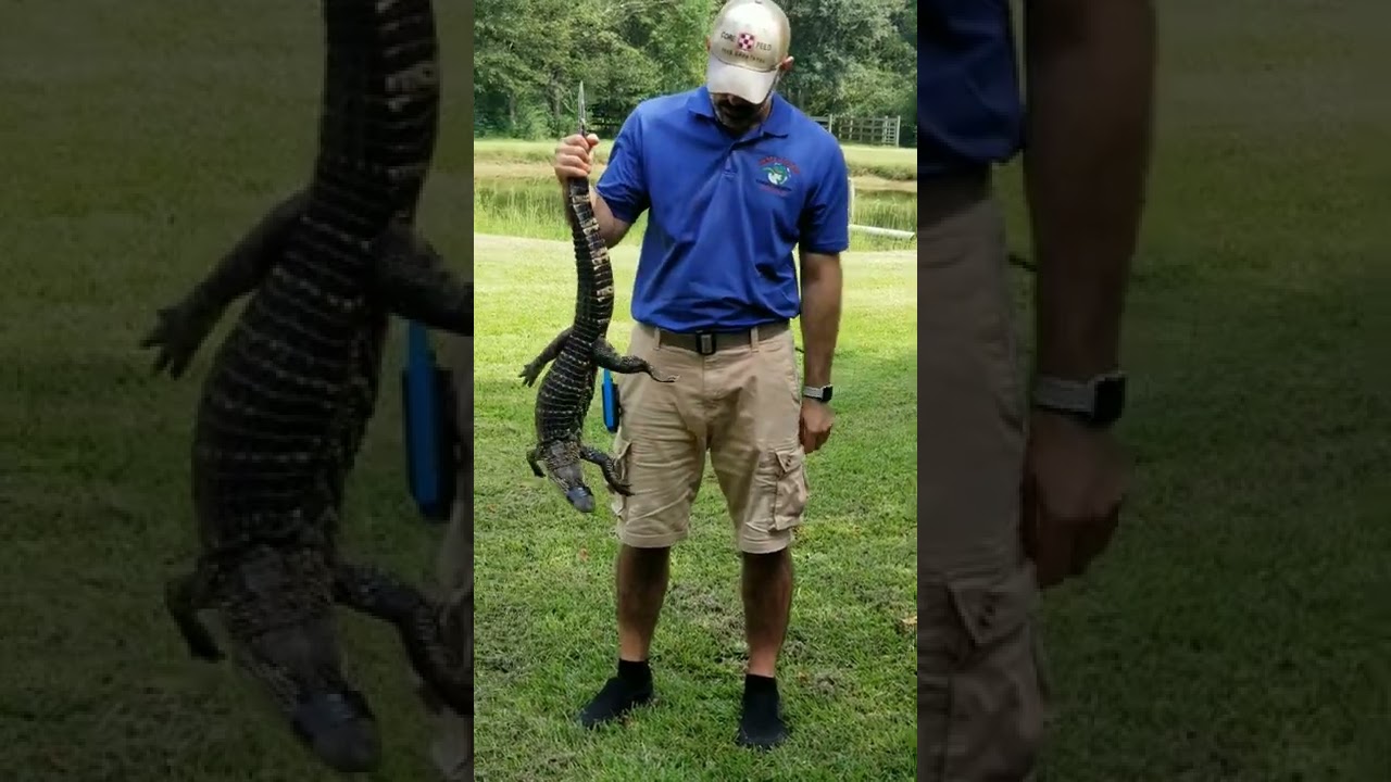 Alligator Farm Covington LA  