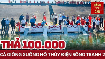 Thả cá giống tái tạo nguồn lợi thủy sản lòng hồ thủy điện | Đảng với Dân