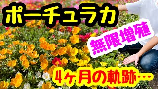 ■ポーチュラカ『無限増殖』どこまで増えるか⁉️4ヶ月の軌跡