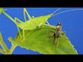 Spiny Devil Katydid eating a Grasshopper
