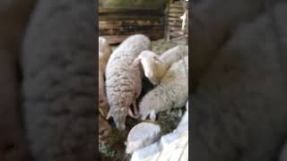 Petlovac- Radašinova Štala U Kojoj Se Džama Sakrivao Od Policije