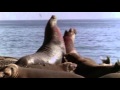 11 1969 Возвращение морских слонов - Подводная одиссея команды Кусто