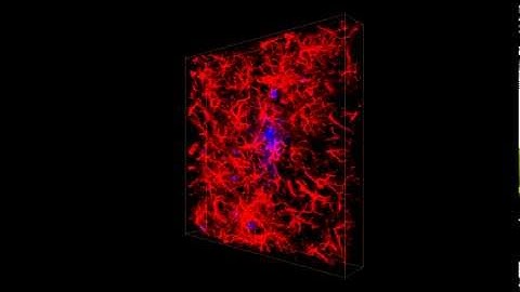 3d mouse neurons, confocal microscopy