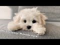 HOW WE BATHE OUR MALTESE PUPPY 🐶 TIPS の動画、YouTube動画。