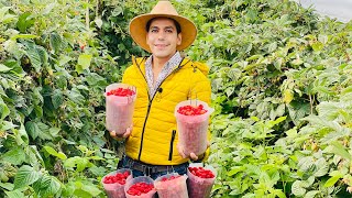 En las faldas del volcán Popocatépetl una comunidad se dedica al cultivo de Frambuesa