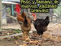 huevos de gigante Andino