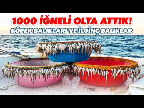 1000 İğneli Baragadi Attık / Neler Yakaladık Neler !!