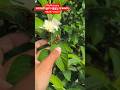 Taiwan pink guava farming #vkjnursery #taiwanpinkguava #taiwanpinkguavafarming #amrud #taiwanpink