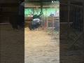 Venango county swine clinic by #dadsonfarms #showpigs #livestream #motivation #shorts #amigothepig