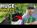 DO NOT Plant Cucumbers Until You Learn These 3 Lessons!