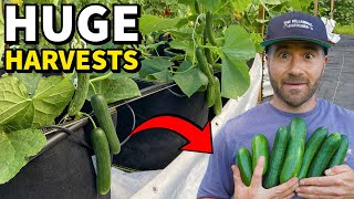: DO NOT Plant Cucumbers Until You Learn These 3 Lessons!