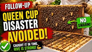 Week 8: Queen Cup disaster avoided?