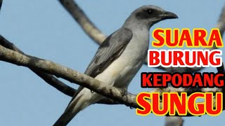 Suara burung kepodang sungu