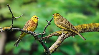 Natural Sounds: Chirping of Forest Birds, Deep Relaxation, Sweet Sleep