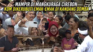 Mdanir Di Mangkuraga Cirebon  Kdm Dikerubuti Emakemak Di Kandang Domba